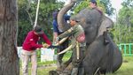 Melihat Perawatan Gajah Sumatra di Pusat Konservasi Jambi