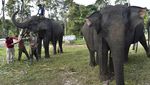 Melihat Perawatan Gajah Sumatra di Pusat Konservasi Jambi