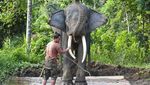 Melihat Perawatan Gajah Sumatra di Pusat Konservasi Jambi