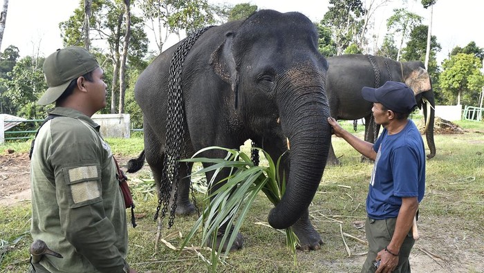 Mahout (pawang) memeriksa kondisi gajah Sumatra (Elephas maximus sumatranus) jinak di Pusat Informasi Konservasi Gajah (PIKG) BKSDA Jambi, Bentang Alam Bukit Tigapuluh, Muara Sekalo, Tebo, Jambi, Jumat (23/1/2026). PIKG yang resmi beroperasi pada 2022 dengan lima gajah Sumatra jinak tersebut merupakan pusat pencegahan konflik gajah liar di Bentang Alam Bukit Tigapuluh dan sekaligus tempat wisata alam dan edukasi konservasi. ANTARA FOTO/Wahdi Septiawan/foc.