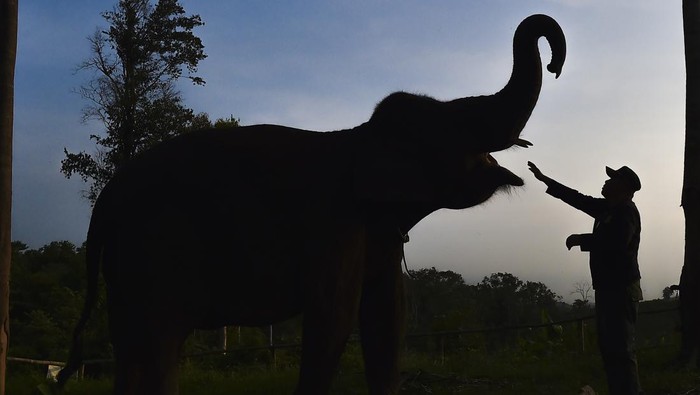 Mahout (pawang) memeriksa kondisi gajah Sumatra (Elephas maximus sumatranus) jinak di Pusat Informasi Konservasi Gajah (PIKG) BKSDA Jambi, Bentang Alam Bukit Tigapuluh, Muara Sekalo, Tebo, Jambi, Jumat (23/1/2026). PIKG yang resmi beroperasi pada 2022 dengan lima gajah Sumatra jinak tersebut merupakan pusat pencegahan konflik gajah liar di Bentang Alam Bukit Tigapuluh dan sekaligus tempat wisata alam dan edukasi konservasi. ANTARA FOTO/Wahdi Septiawan/foc.
