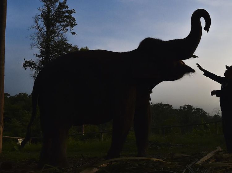 Melihat Perawatan Gajah Sumatra di Pusat Konservasi Jambi