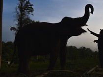 Melihat Perawatan Gajah Sumatra di Pusat Konservasi Jambi