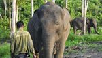 Melihat Perawatan Gajah Sumatra di Pusat Konservasi Jambi