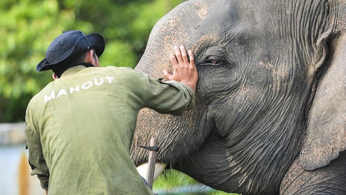 Mahout (pawang) memeriksa kondisi gajah Sumatra (Elephas maximus sumatranus) jinak di Pusat Informasi Konservasi Gajah (PIKG) BKSDA Jambi, Bentang Alam Bukit Tigapuluh, Muara Sekalo, Tebo, Jambi, Jumat (23/1/2026). PIKG yang resmi beroperasi pada 2022 dengan lima gajah Sumatra jinak tersebut merupakan pusat pencegahan konflik gajah liar di Bentang Alam Bukit Tigapuluh dan sekaligus tempat wisata alam dan edukasi konservasi. ANTARA FOTO/Wahdi Septiawan/foc.