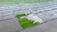 Petani menyiapkan bibit padi untuk ditanam di areal persawahan Buduran, Sidoarjo, Jawa Timur, Jumat (23/1/2026). ANTARA FOTO/Umarul Faruq  