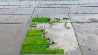 Aktivitas ini menjadi bagian dari persiapan musim tanam guna menjaga produktivitas pertanian. ANTARA FOTO/Umarul Faruq