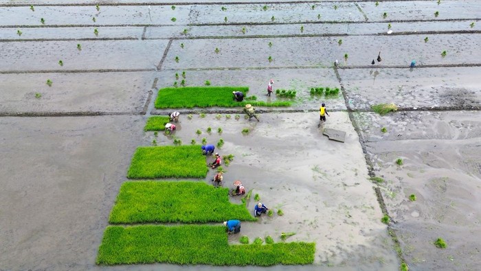 Foto udara petani menyiapkan bibit padi untuk ditanam di areal persawahan Buduran, Sidoarjo, Jawa Timur, Jumat (23/1/2026). Pemerintah berkomitmen menjaga lebih dari tujuh juta hektare sawah produktif karena bisa ditanami 1-3 kali setahun agar tidak beralih fungsi menjadi kawasan perumahan atau industri dengan perlindungan lahan dan penguatan riset pertanian utuk menuju swasembada pangan dan kesejahteraan petani. ANTARA FOTO/Umarul Faruq/foc.