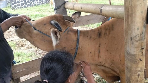 Petugas saat melakukan vaksinasi wabah Lumpy Skin Disease (LSD) atau penyakit kulit berbenjol di 4 kecamatan yang ada di Kabupaten Jembrana, Bali, Kamis (22/1/2026). (Pemkab Jembrana)