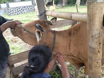 Buleleng Siapkan Lockdown Desa Kasus LSD, Jembrana Meluas ke 4 Kecamatan