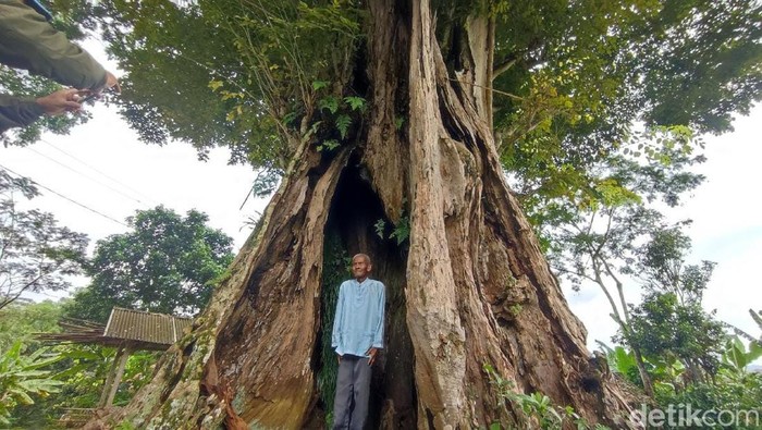 Pohon angsana keramat di Ciamis.