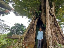 Kisah Pohon Angsana Raksasa Ciamis: Memori Penjajahan dan Mitosnya