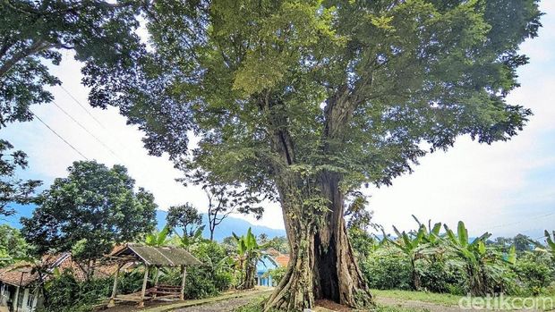 Pohon angsana keramat di Ciamis. Pohon angsana keramat di Ciamis.