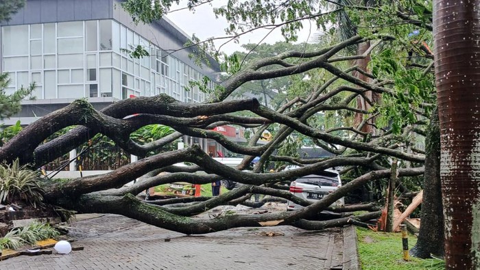 Pohon tumbang di KBB