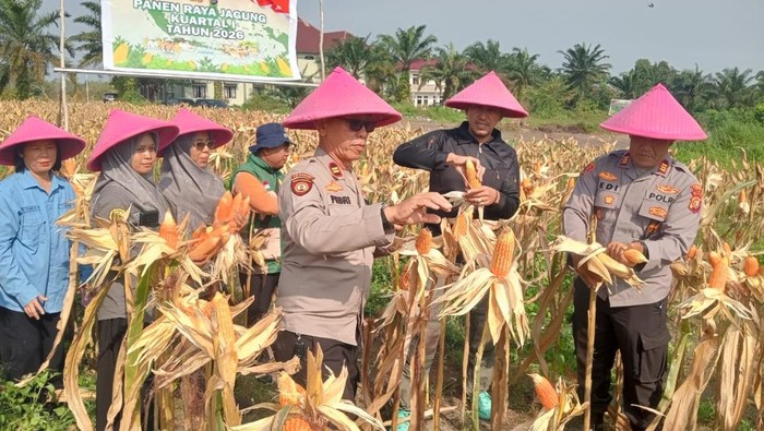 Dukung Swasembada Pangan, Polisi dan Petani di Dumai Panen 2 Ton Jagung