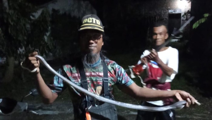 Relawan Exalos Indonesia, Ngadino mengevakuasi kobra Jawa di Tirtomarto, Cawas.
