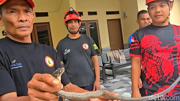 Sempat melawan dan agresif, kobra jawa yang ditemukan dari dapur rumah warga berhasil dievakuasi.