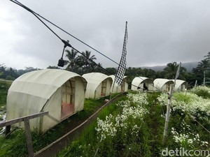 Nongkrong Murah Meriah di Tengah Kebun Bunga Pikok Kuningan