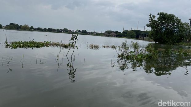 Tambak ikan di Desa Mintomulyo, Kecamatan Juwana, Pati, kebanjiran, Jumat (23/1/2026).