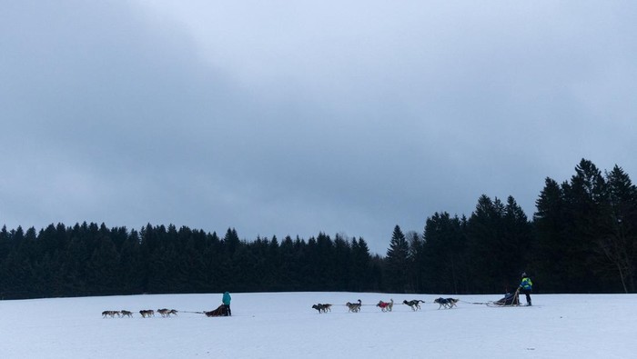 Adu Cepat Kereta Salju Anjing di Republik Ceko