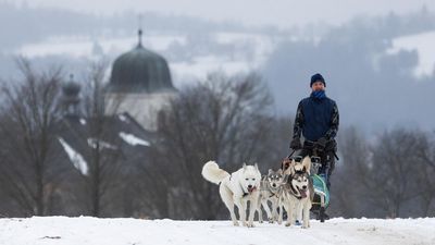 Adu Cepat Kereta Salju Anjing di Republik Ceko