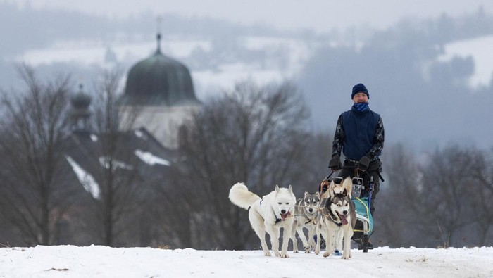 Adu Cepat Kereta Salju Anjing di Republik Ceko