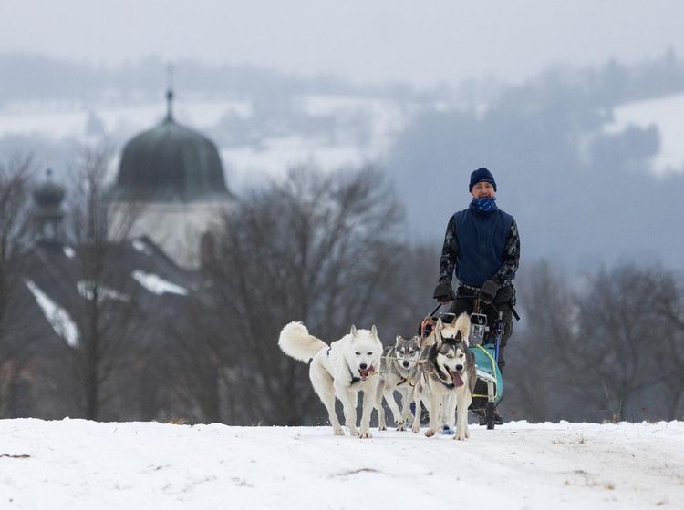 Adu Cepat Kereta Salju Anjing di Republik Ceko