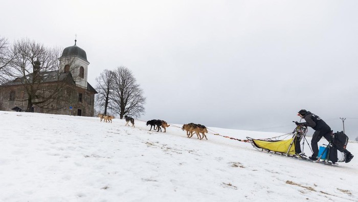 Adu Cepat Kereta Salju Anjing di Republik Ceko