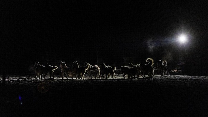 Adu Cepat Kereta Salju Anjing di Republik Ceko