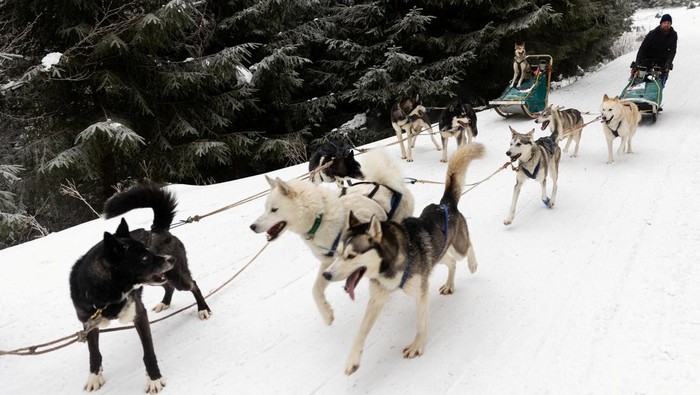 Adu Cepat Kereta Salju Anjing di Republik Ceko