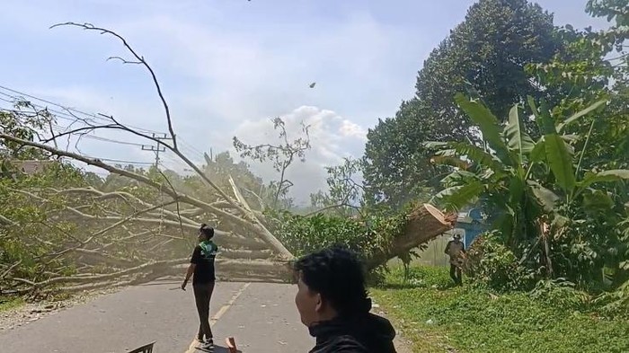 Demonstrasi massa Luwu Raya kembali menutup Jalan Trans Sulawesi dengan menebang pohon di Walenrang Utara.