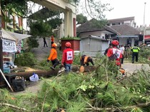 5 Peziarah Tertimpa Pohon Tumbang di Gunung Tidar Magelang, 1 Tewas