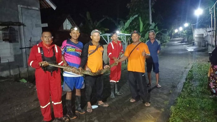 Evakuasi ular di Madiun