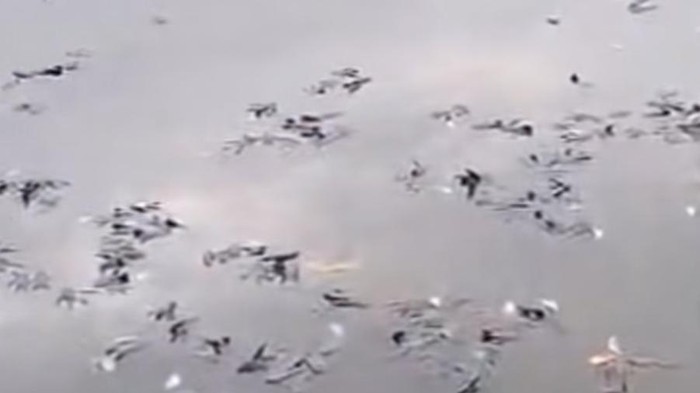 Ikan-ikan di Situ Citongtut Mendadak Mati, Pemkab Bogor Telusuri