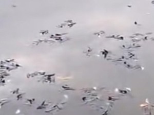 Ikan-ikan di Situ Citongtut Mendadak Mati, Pemkab Bogor Telusuri