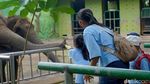 Tak Lagi Tunggang Gajah, Pengunjung Kini Bisa Feeding di KBS