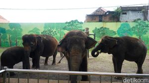 Tak Lagi Tunggang Gajah, Pengunjung Kini Bisa Feeding di KBS