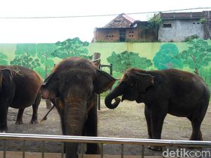 Tak Lagi Tunggang Gajah, Pengunjung Kini Bisa Feeding di KBS