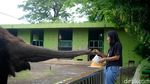 Tak Lagi Tunggang Gajah, Pengunjung Kini Bisa Feeding di KBS