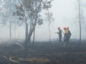 Dua Sisi Lahan Gambut: Menjaga Kestabilan Alam dan Bahaya Karhutla