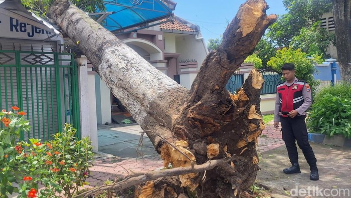 Penanganan pohon tumbang di Bondowoso