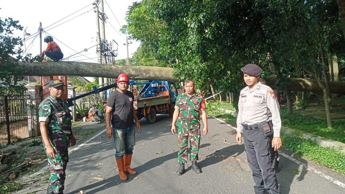 Penanganan pohon tumbang pagi tadi di Kota Malang