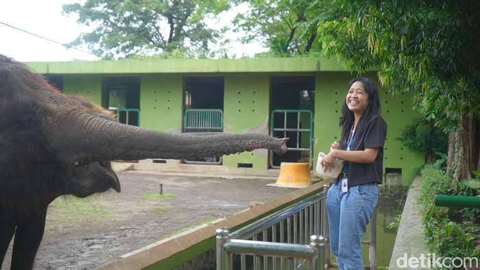 Pengunjung memberi makan gajah di KBS