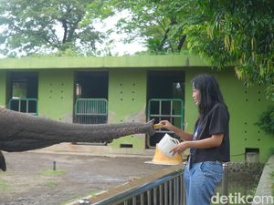 Kebun Binatang Surabaya Juga Hentikan Atraksi Gajah Tunggang