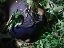 Petani Sikka Tewas Tertimpa Pohon Kemiri Saat Beri Makan Ternak