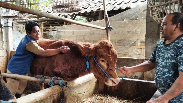 Penyakit Mulut dan Kuku Kembali Merebak di Trenggalek, 1 Sapi Mati