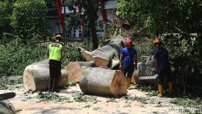 Petugas memotong pohon randu yang menimpa dua orang hingga meninggal di Depok, Sleman, Sabtu (24/1/2026).