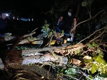 Waspada Lur! Angin Kencang Landa Sleman, Pohon Tumbang di Sejumlah Titik