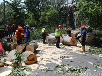 2 Korban Tewas Tertimpa Pohon di Sleman Kakek dan Cucu