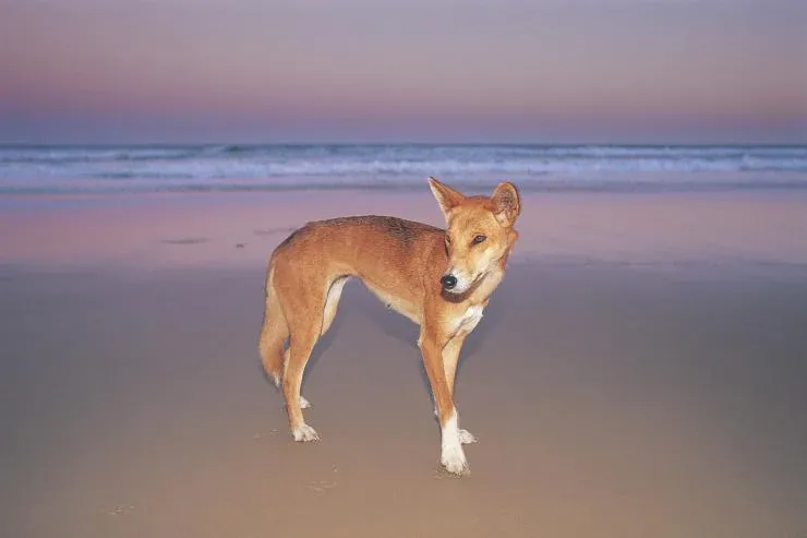 Seekor dingo yang berkeliaran di pantai Pulau K’gari, Australia. (Dok. Australia.com)